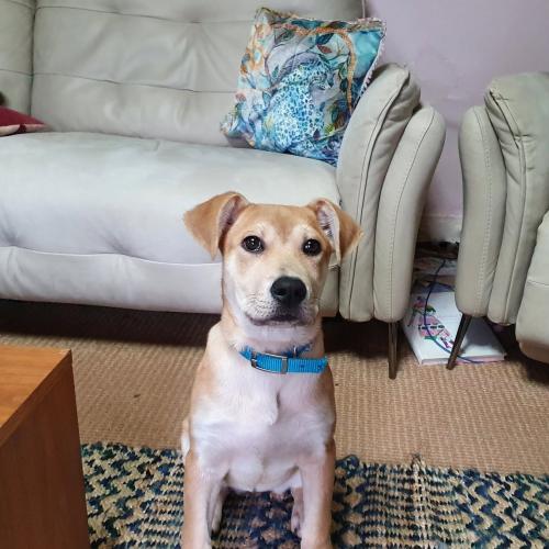 Choosing a Dog Friendly Sofa