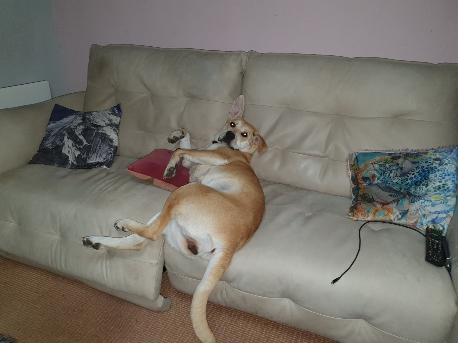 Rosie modelling a sofa that isn't actually suitable for dogs Rosie the dog, lying on the sofa, doing everything she isn't supposed to be doing